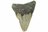 Bargain, Juvenile Megalodon Tooth - North Carolina #297265-1